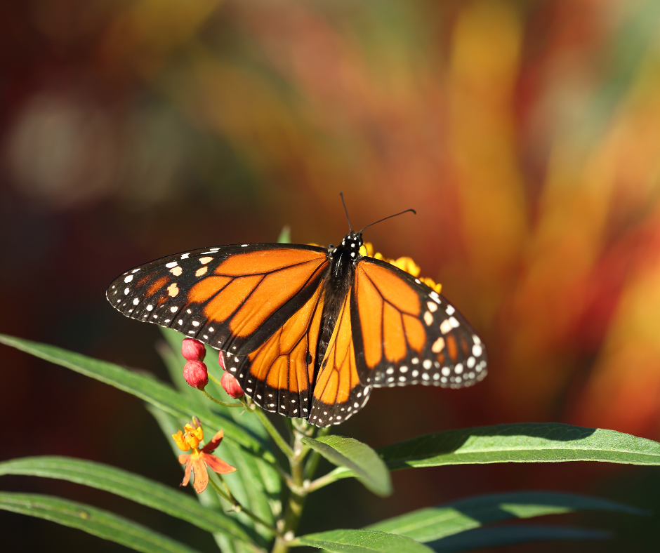 Monarch Butterfly